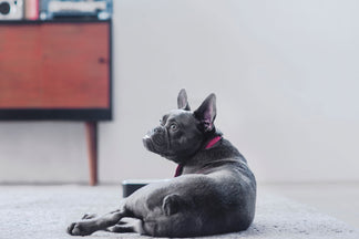 image for Getting to Know Your French Bulldog