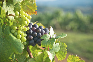 image for Not So Healthy Ingredients for Your Pet: Grapes