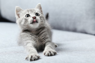 image for Why Does my Cat Claw my Sofa?