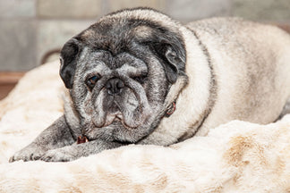 image for 2017 Pet Obesity Survey