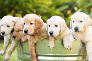 image for Getting to Know Your Golden Retriever