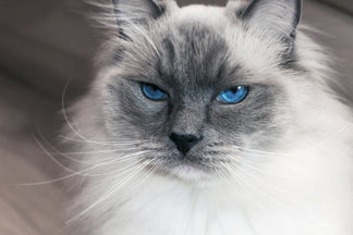 image for Getting to Know Your Ragdoll Cat