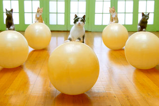 image for 4 Simple Ways to Exercise Your Cat