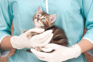 image for National Immunization Awareness Month