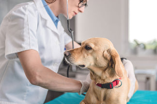 image for Tips for Better Vet Visits