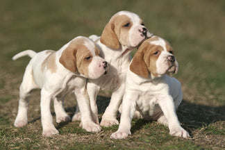 image for Getting to Know Your Pointer