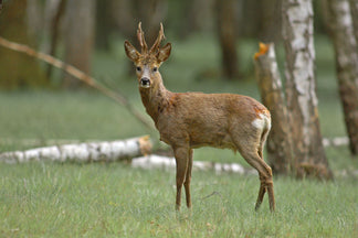 image for Healthy Ingredients for Your Pet: Venison