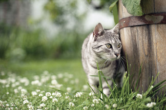 image for Garden Safety Tips for Families with Pets