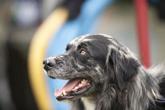 image for Six Tips for Exercising Your Senior Dog