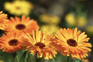 image for Healthy Ingredients for Your Pet: Marigolds