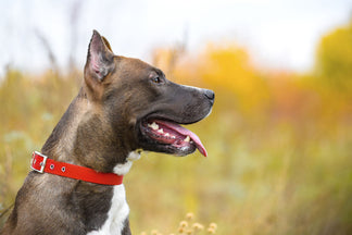 image for Getting to Know Your Belgian Malinois