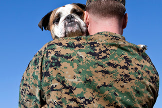 image for Assistance Dogs: The 411