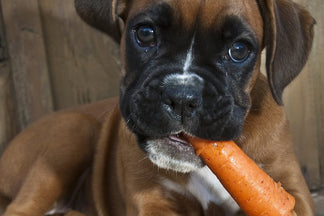 image for 5 Must-Know Facts About Pet Food