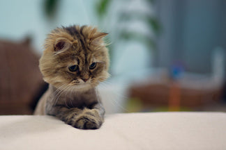 image for Cat Food Labels Explained: Part 1