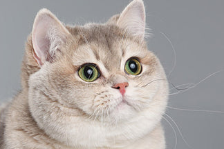 image for The Cost of an Overweight Cat