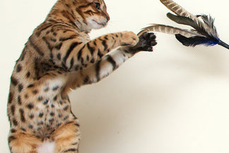 image for Best Cat Toys For Playtime