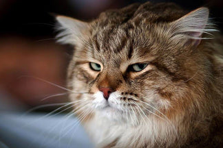 image for Immunity Boosting Supplements for Cats: Do They Work?