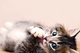 image for Steps to Keep your Cat Lean and Healthy