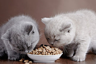 image for Daily Calorie Needs for Cats