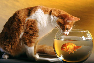 image for Protein Needs of Senior Cats