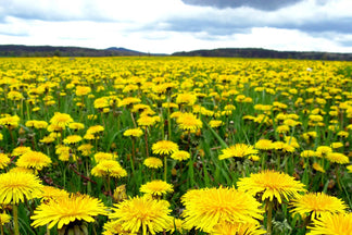 image for Dandelion Greens: Pet Food Ingredients A to Z