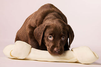 image for Feeding Dogs for Stronger Bones