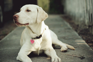 image for Feeding a Dog for a Healthy Heart
