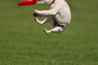 image for Feeding Dogs for Healthy Muscles