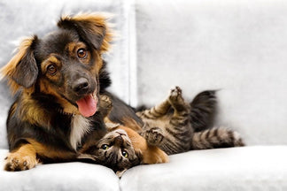 image for Dl-Methionine in Pet Food