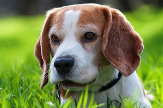 image for 5 Unneeded Pet Food Ingredients