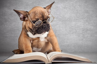 image for Brain Foods for Dogs