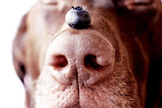 image for Blueberries: Good for Dogs