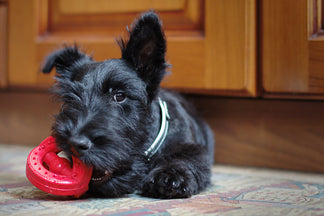 image for Proper Protein Needs of Senior Dogs