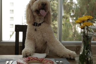 image for DIY: Peanut Butter Ice Rings for Dogs