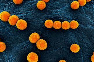 image for Enterococcus Faecium: Pet Food Ingredients A to Z