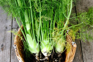 image for Fennel: Pet Food Ingredients A to Z