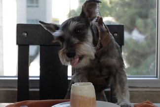 image for DIY: Halloween Candy Corn Pupsicles