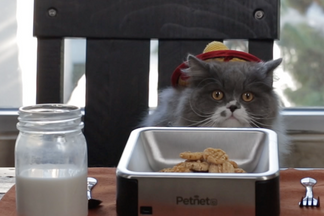 image for DIY: Halloween Pumpkin Kitty Treats