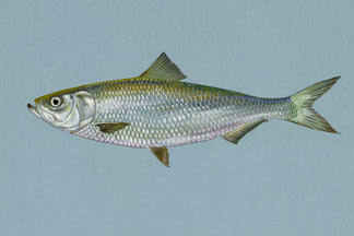 image for Herring: Pet Food Ingredients A to Z