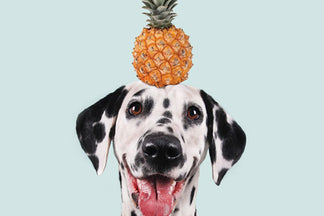 image for A Guide To Holistic Pet Care: Part 1