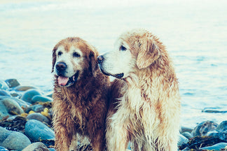 image for How to Introduce a New Pet into the Mix