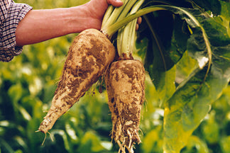 image for Inulin: Pet Food Ingredients A to Z