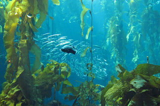 image for Kelp: Pet Food Ingredients A to Z