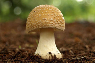 image for Pantothenic Acid: Pet Food Ingredients A to Z