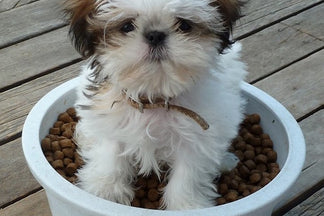 image for Portion Distortion: A Tale of Too Much Food