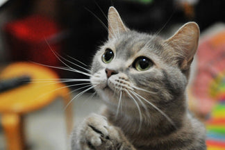 image for Weight Loss Caloric Needs for Cats