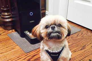 image for Pet of the Week: Tucker