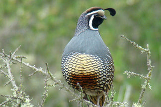 image for Quail: Pet Food Ingredients A to Z