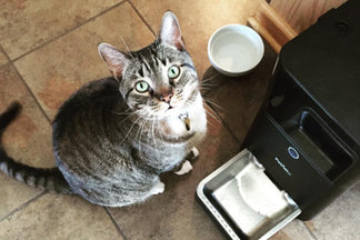 image for Why Scheduled Feeding Is Best For Your Cat