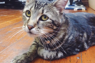 image for Intro to Tara the Hero Cat